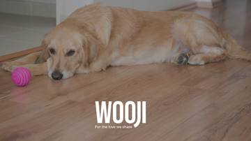 Why Do Dogs Get Bored of Their Toys? The Science Behind It.