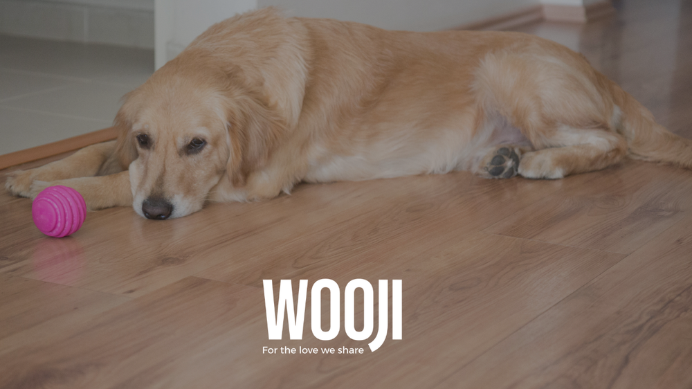 Why Do Dogs Get Bored of Their Toys? The Science Behind It.